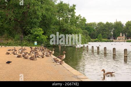 Der Serpentine im Kensington Park ist ein öffentlicher See, der viele Wasservögel anzieht, darunter Kanadagänse (Branta canadensis) und Greylag-Gänse (A Stockfoto