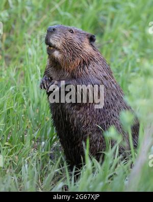 Biber steht auf Hinterbeinen, um über das Gras zu schauen, um eine bessere Aussicht zu haben, während sie Land überquert, Fish Creek Provincial Park, Kanada. (Castor canadensis) Stockfoto