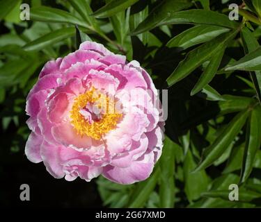 Der duftende Garten von CNAB für Sehbehinderte umfasst Pflanzen mit unterschiedlichen Düften und Texturen für Geruch und Berührung, Pfingstrose in Blüte Stockfoto