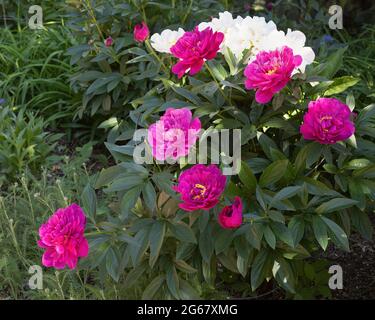 Der duftende Garten von CNAB, der für Sehbehinderte entwickelt wurde, indem er Pflanzen mit ausgeprägten Düften und Texturen, blühende Pfingstrosen, einschließt Stockfoto