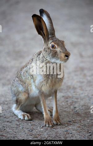 Weißschwanz-Jackrabbit (Lepus townsendi) sitzt auf einem Pfad im Stadtpark Stockfoto