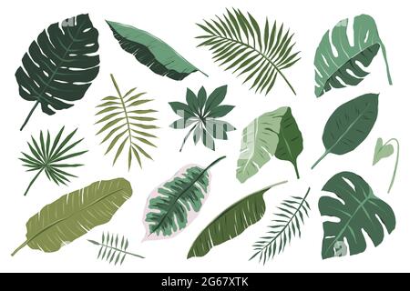 Verschiedene tropische Blätter isoliert auf weißem Hintergrund, Monstera, Palmen und Bananenzweige Illustration, moderne Vektor Cliparts im Boho-Stil, Dschungel Stock Vektor