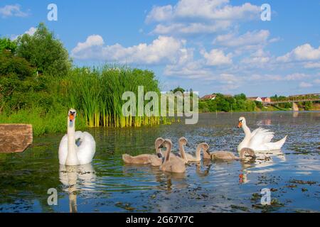 Schwäne mit ihren Jungen am Fluss Studva - Bild Stockfoto