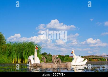 Schwäne mit ihren Jungen am Fluss Studva - Bild Stockfoto