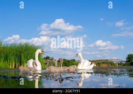 Schwäne mit ihren Jungen am Fluss Studva - Bild Stockfoto