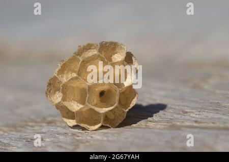 Makrofokus auf drei Wespeneier, die in diesem kleinen Wespennest aus Papier wie Holzfasern verbleiben. Komplizierte sechseckige Struktur, aber unbewohnt von Wespen Stockfoto