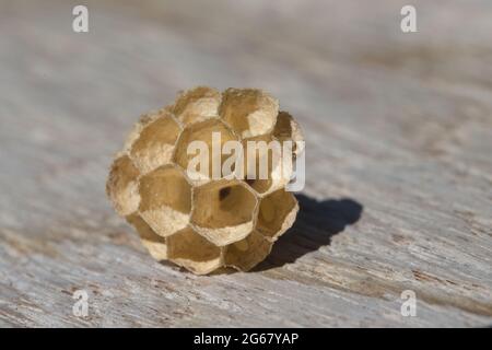 Kleine Papierwespen Nest aus sechseckigen Fächern. Papierfasermaterial auf grauem Holzhintergrund. Natürliche Texturen und Sonnenlicht im Freien. Stockfoto