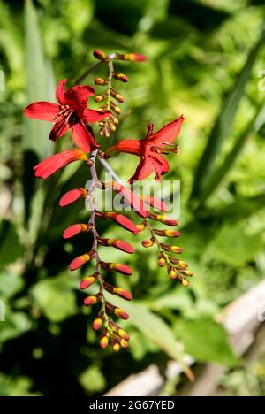 Montbretia oder rote Crocosmia luzifer im Garten auf verschwommenem Hintergrund Stockfoto
