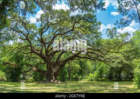 Großer lebender Eichenbaum aus dem Süden (Quercus virginiana), der schätzungsweise über 300 Jahre alt ist - Dade Battlefield Historic State Park, Bushnell, Florida, USA Stockfoto