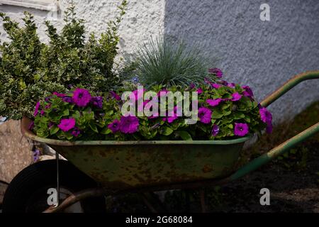 Alte Schubkarre gefüllt mit jährlichen Gadenpflanzen im Garten gesehen. Stockfoto