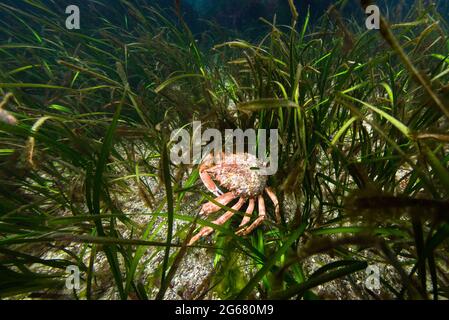 Europäische Spinnenkrabbe auf Seegraswiese. Kanalinseln, Großbritannien. Stockfoto