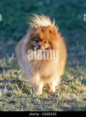 2-Jähriges Männliches Puppenportrait. Off-Leine Dog Park in Nordkalifornien. Stockfoto