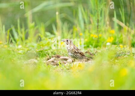 Song Thrush (Turdus philomelos) aufgenommen im Forest Farm Nature Reserve, Cardiff Stockfoto