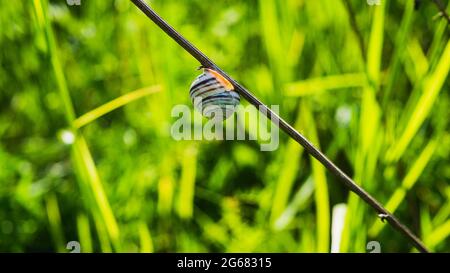 Schnecke in einer Schale auf einem Ast im Garten. Stockfoto