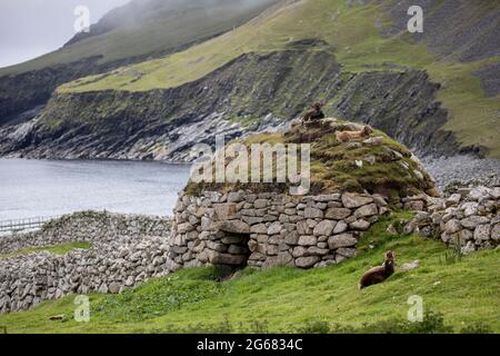 Soay Wildschafe auf Hirta, St Kilda, Schottland Stockfoto