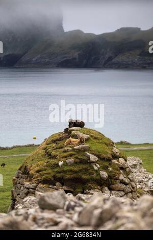 Soay Wildschafe auf Hirta, St Kilda, Schottland Stockfoto