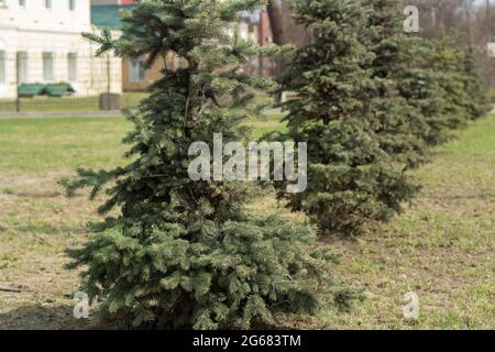 Weihnachtsbäume stehen in einer Reihe. Gepflanzte Bäume. Eine Hecke aus Pflanzen. Bepflanzte Fichtenallee. Stockfoto