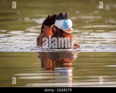 Eine männliche Ruddy-Ente mit blauem Schnabel streckt sich während eines Paarungsrituals vor einer Frau, die ständig unter Wasser taucht. Stockfoto