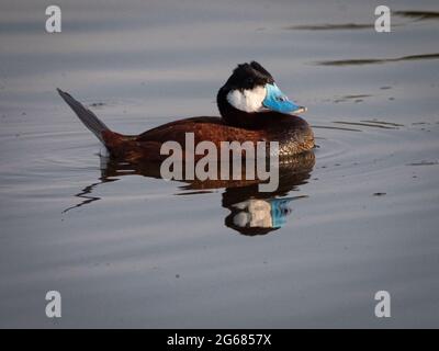 Eine männliche Ruddy-Ente mit blauem Schnabel streckt sich während eines Paarungsrituals vor einer Frau, die ständig unter Wasser taucht. Stockfoto