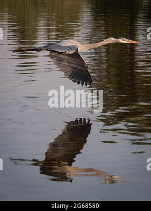 Ein einziger großer blauer Reiher fliegt über einen lokalen Teich in der Nähe von Flagstaff, Arizona, auf der Suche nach Essen. Stockfoto