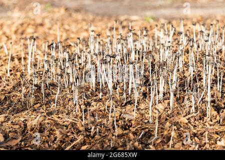 Der harefoot-Pilz Coprinopsis lagopus blüht nach einem heftigen Regen in Naples, Florida Stockfoto