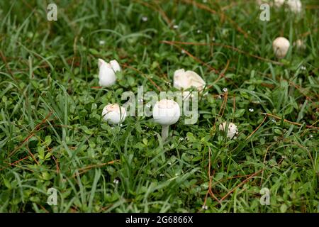 Der grüne Sonnenschirmpilz Chlorophyllum molybdites wächst auf einem Rasen in Naples, Florida Stockfoto