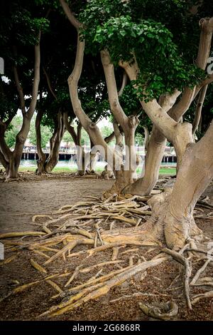 Banyan-Bäume mit ihren verworrenen, luftigen und knöpfenden Wurzeln faszinieren im Tuna Harbor Park in San Diego, CA, USA Stockfoto