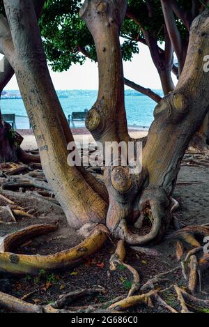 Banyan-Bäume mit ihren verworrenen, luftigen und knöpfenden Wurzeln faszinieren im Tuna Harbor Park in San Diego, CA, USA Stockfoto