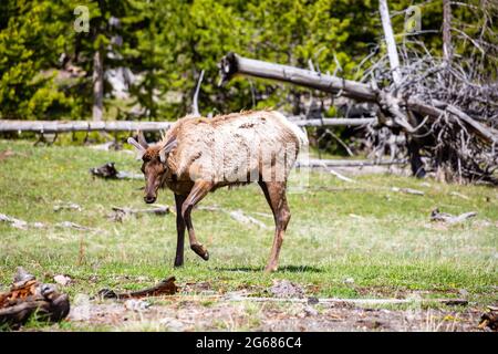 Junger männlicher Elch (Cervus elaphus) im Yellowstone National Park, Wyoming während der Frühjahrsvergießen, horizontal Stockfoto