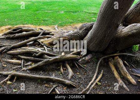 Banyan-Bäume mit ihren verworrenen, luftigen und knöpfenden Wurzeln faszinieren im Tuna Harbor Park in San Diego, CA, USA Stockfoto