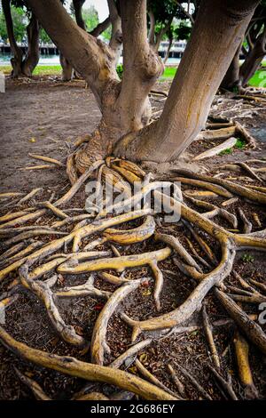 Banyan-Bäume mit ihren verworrenen, luftigen und knöpfenden Wurzeln faszinieren im Tuna Harbor Park in San Diego, CA, USA Stockfoto