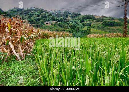 Erstaunliche Reisfelder eine Art Landwirtschaft in der Provinz Yunnan im Süden Chinas Stockfoto