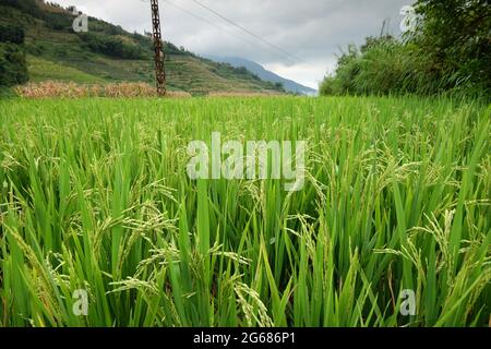 Erstaunliche Reisfelder eine Art Landwirtschaft in der Provinz Yunnan im Süden Chinas Stockfoto