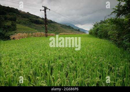 Erstaunliche Reisfelder eine Art Landwirtschaft in der Provinz Yunnan im Süden Chinas Stockfoto