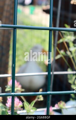 Unfokussiertes Bild der weißen Ente Bewohner der Lavendel Familie im Besitz Bauernhof Stockfoto