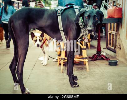 Ein freundlicher Blick von einem großen, muskulösen schwarzen Hund der Dogge, der am Bistrotisch auf dem Bürgersteig festgebunden ist, wobei ein kleinerer Hund von unten, San Diego, starrt Stockfoto