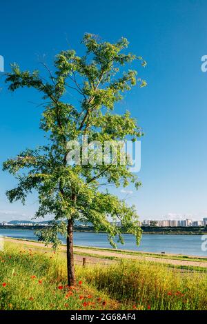 Namyangju Hangang River Park Sampae District im Frühling in korea Stockfoto