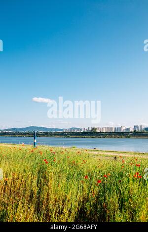 Namyangju Hangang River Park Sampae District im Frühling in korea Stockfoto
