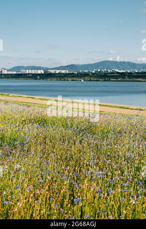 Namyangju Hangang River Park Sampae District im Frühling in korea Stockfoto