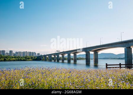 Misa Bridge und Namyangju Hangang River Park Sampae District im Frühling in korea Stockfoto