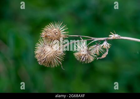 Gewöhnliche Klettengras im Wald bei La Riviere, Manitoba, Kanada. Stockfoto