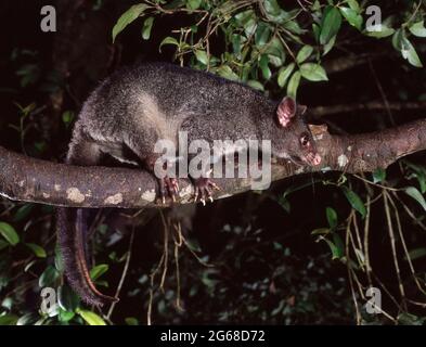 Bergbürstenschwanz-Possum kann durch seine kürzeren abgerundeten Ohren, die hier im Lamington National Park zu sehen sind, vom gemeinen Bürstenschwanz unterschieden werden. Stockfoto