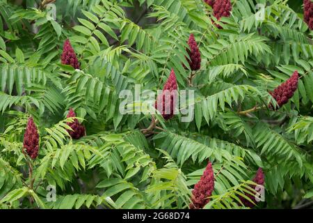 Staghorn Sumach (Rhus Typhina) Stockfoto