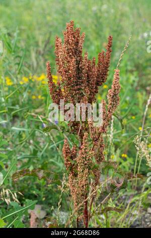 Rumex crispus, Curled Dock, Curly Dock Stockfoto