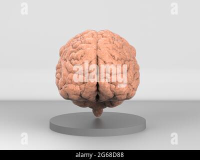 3d-Darstellung des menschlichen Gehirns auf grauem Hintergrund Stockfoto