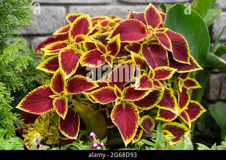 Coleus scutellarioides, Plectranthus scutellarioides Stockfoto