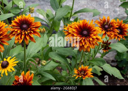 Nahaufnahme der Landschaft mit leuchtend roten, orangefarbenen und gelben, doppelt blühenden Rudbeckia-Hirta-Blüten in einem sonnigen Sommergarten Stockfoto