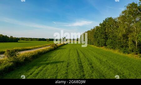 Bepflanzte Feldfrucht unter einem dramatischen Sonnenuntergang Himmel. Maisfeld mit No-Till-Technologie im Frühsommer an einem sonnigen Tag gesät. Das fruchtbare Land der Landwirtschaft. Nahrung auf schwarzem Boden im Garten. Thema Industrieaktien. Hochwertige Fotos Stockfoto