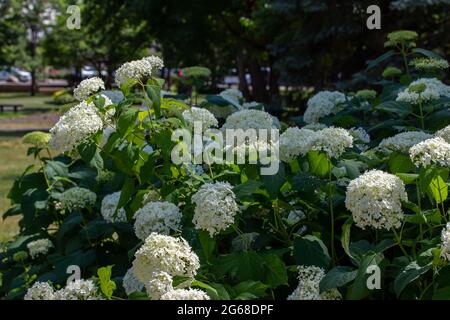 Dieses Bild zeigt eine Nahaufnahme der Landschaft mit frischen weißen Schneeballblumen auf einem Hortensien (Viburnum opulus) Busch in einem Stadtpark. Stockfoto