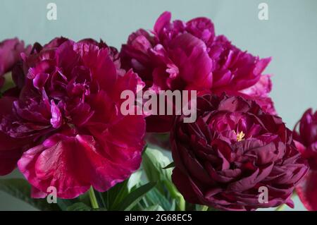 Peony Flower Makro schoss lokalen Fokus Stockfoto
